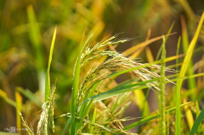 Lúa ma/lúa cỏ và cách phòng trừ
